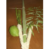 The Four Species - Arba Minim - Lulav Etrog The Four Species - Arba Minim - Lulav Etrog