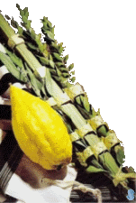 Basic Kosher Lulav and Etrog Set from Israel