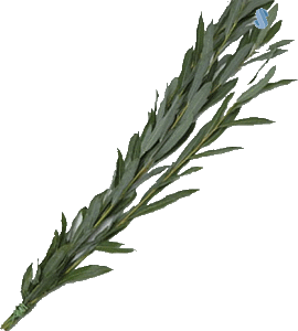 aravot pack of willows